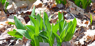 ramps