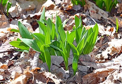 ramps ramps