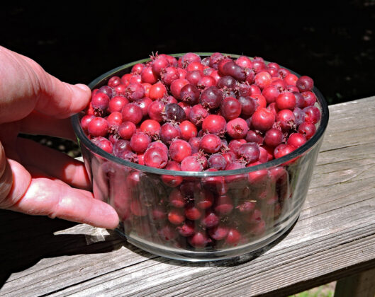 serviceberries
