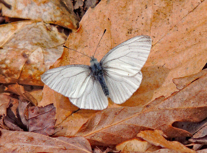 West Virginia white butterfly West Virginia white butterfly