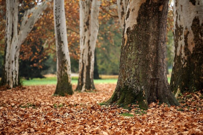 sycamore sycamore