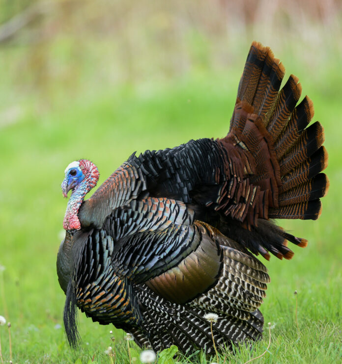 turkey turkey