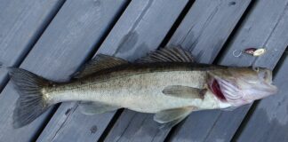 walleye