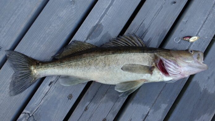 walleye walleye