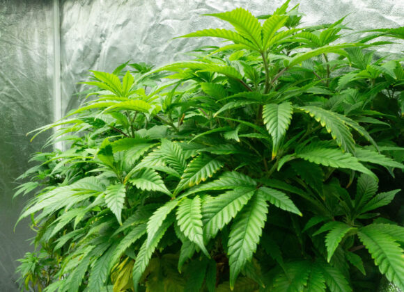 Cleveland School of Cannabis