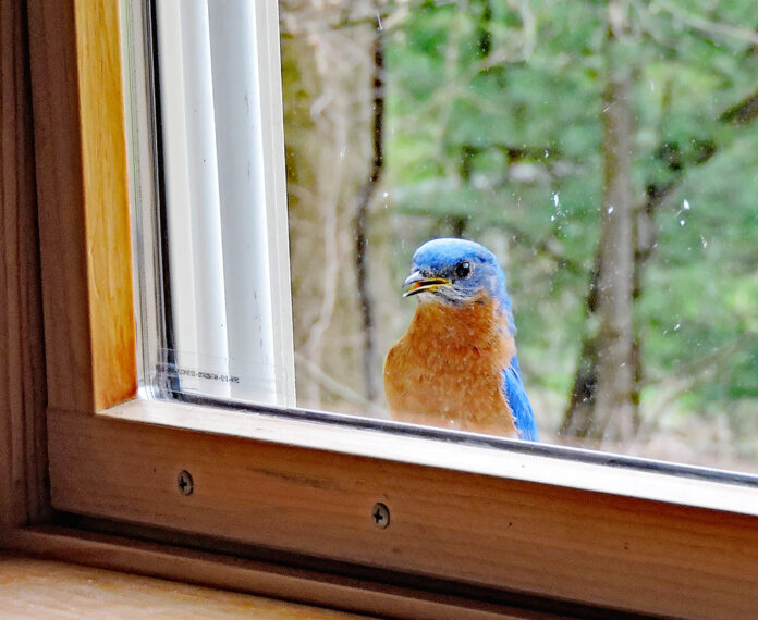 bluebird at the window bluebird at the window