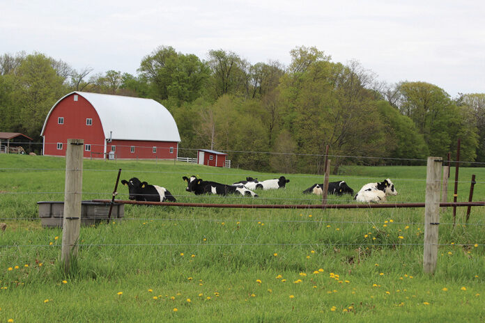 Dairy cows on pasture (Farm and Dairy file photo)