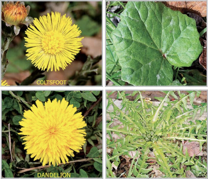 dandelion and coltsfoot dandelion and coltsfoot