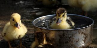 ducklings