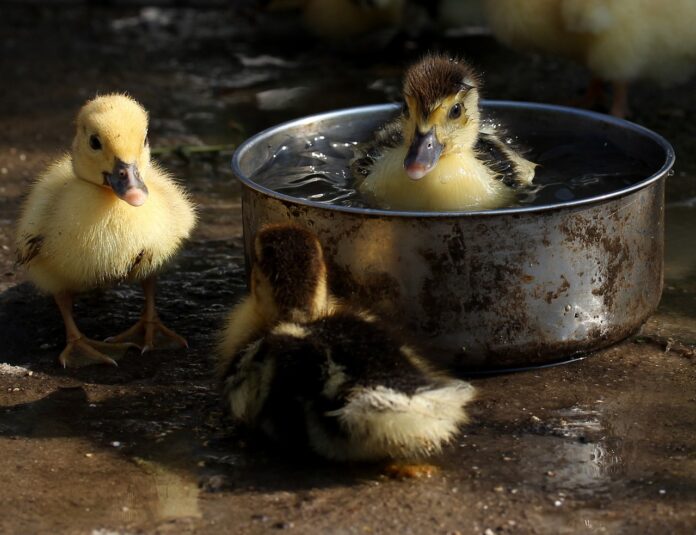 ducklings ducklings