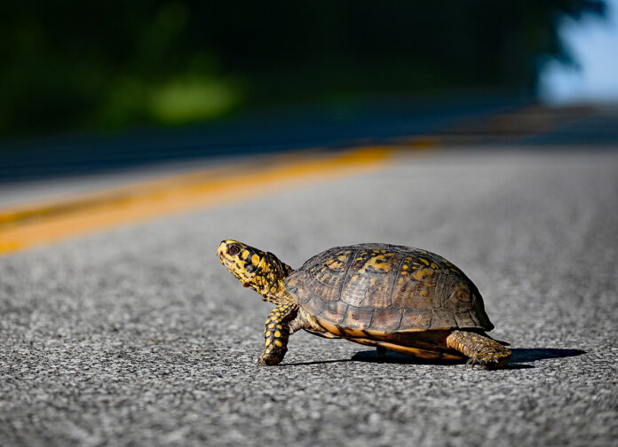 turtle crossing road turtle crossing road