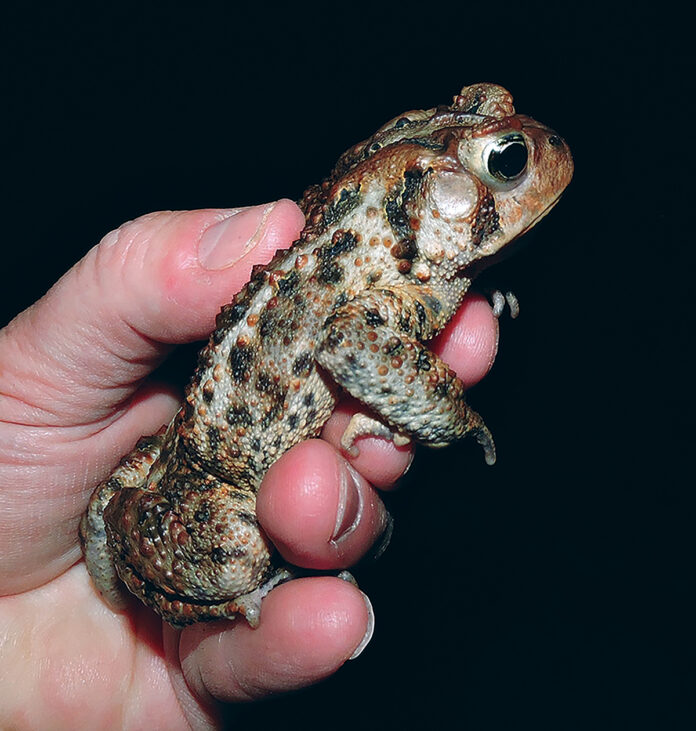American toad American toad