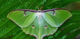 luna moth