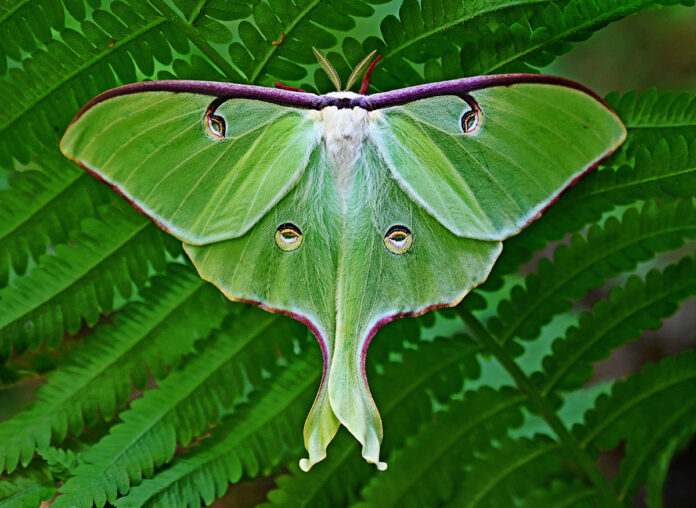 luna moth luna moth