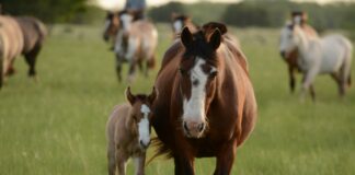 mother horse and young horse together on grass during daytime