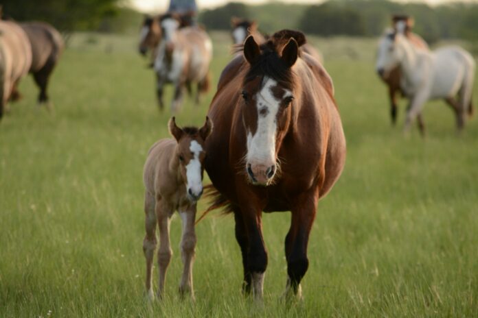 Photo by Soledad Lorieto mother horse and young horse together on grass during daytime