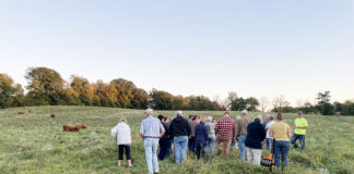 grazing crowd