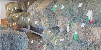 hay show