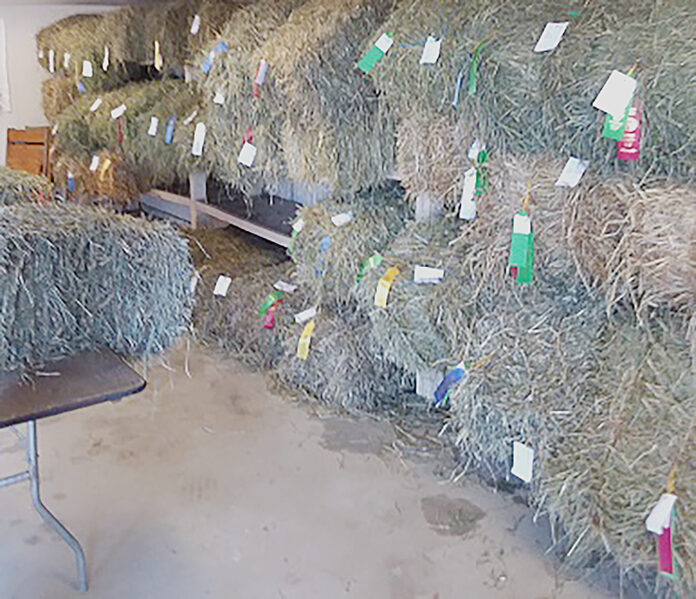 hay show hay show