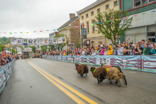 Running of the Wools