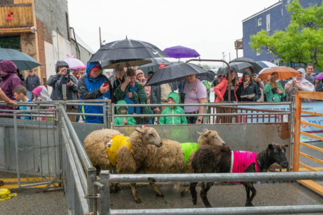 Running of the Wools