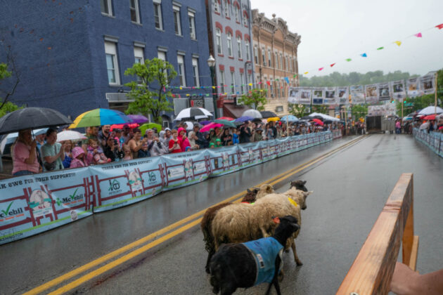 Running of the Wools