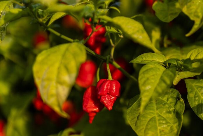 pepper-2