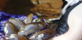 salamander mussel