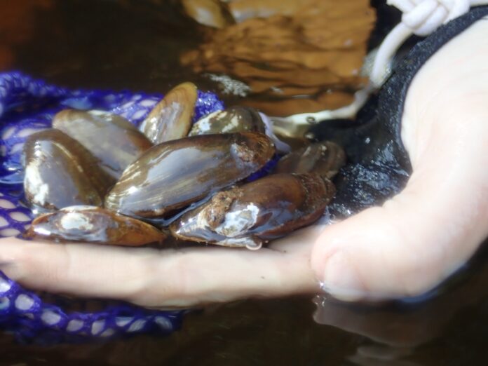 salamander mussel salamander mussel