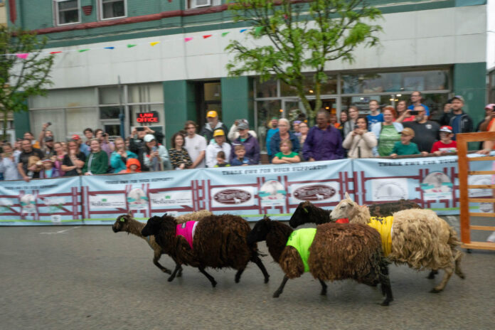 sheep run Running of the Wools
