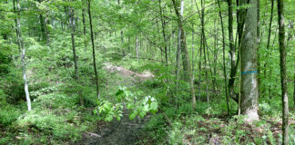 woods