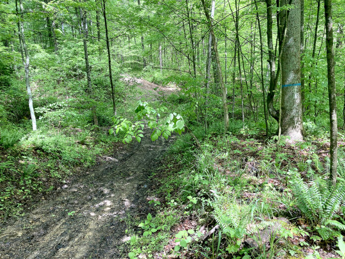 woods woods