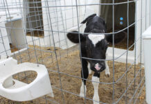 Technology helps reduce calf mortality A curious calf