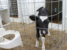 A curious calf