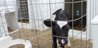 A curious calf