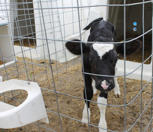 A curious calf