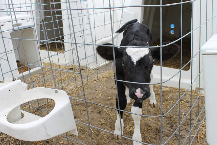 A curious calf A curious calf