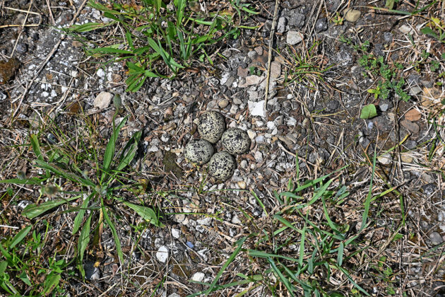 camouflaged nest