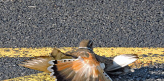 killdeer