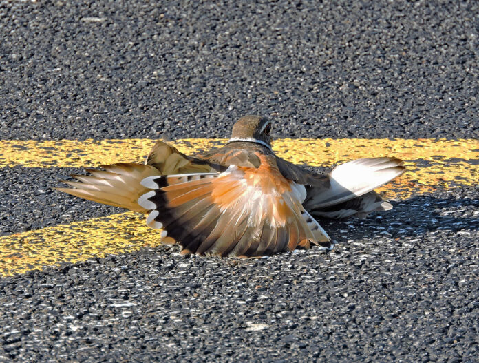 killdeer killdeer