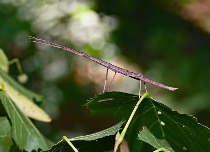female walkingstick female walkingstick