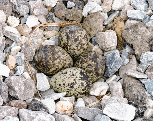 killdeer eggs