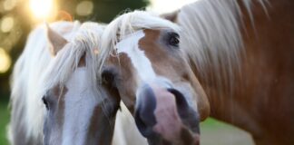 pony