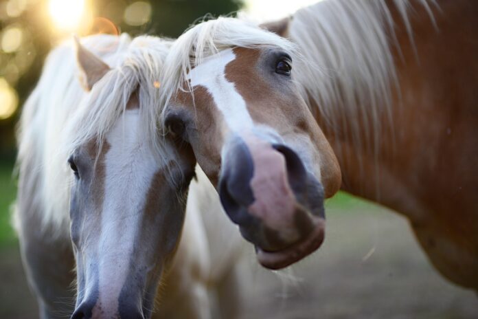 pony pony