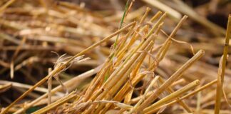 straw
