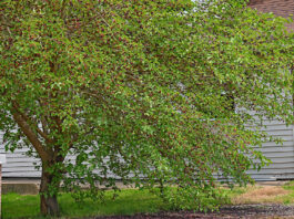 white mulberry tree