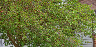 white mulberry tree