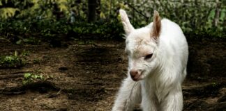 white kid goat standing on land