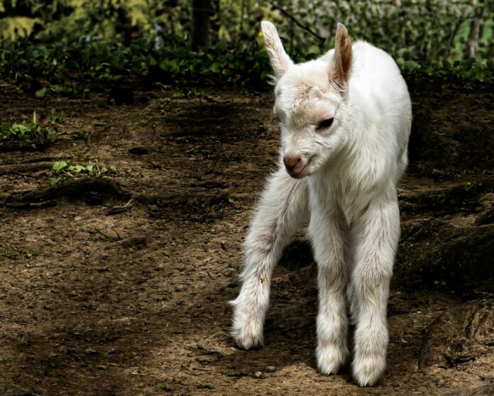 Photo by Ricardo Gomez Angel white kid goat standing on land
