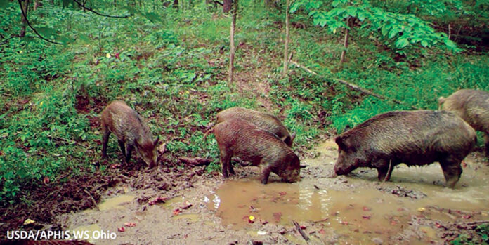 Feral swine in Ohio. (USDA photo)
